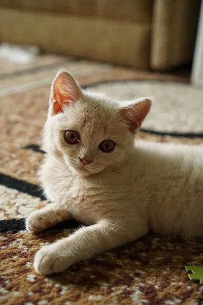 Pequeno Gatinho Raça Britânica Cor Clara Encontra Chão — Fotografia de Stock