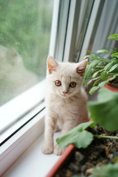 Pequeno Gatinho Britânico Com Olhos Castanhos Senta Peitoril Janela — Fotografia de Stock
