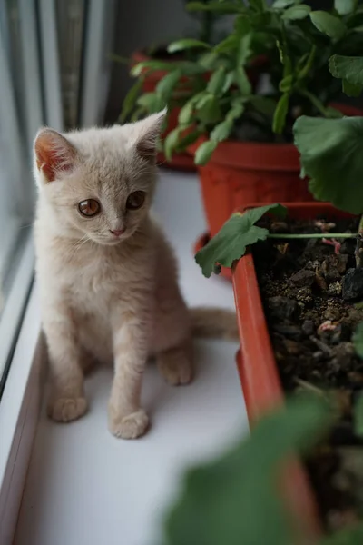 Pequeno Gatinho Uma Raça Britânica Cor Clara Senta Peitoril Janela — Fotografia de Stock