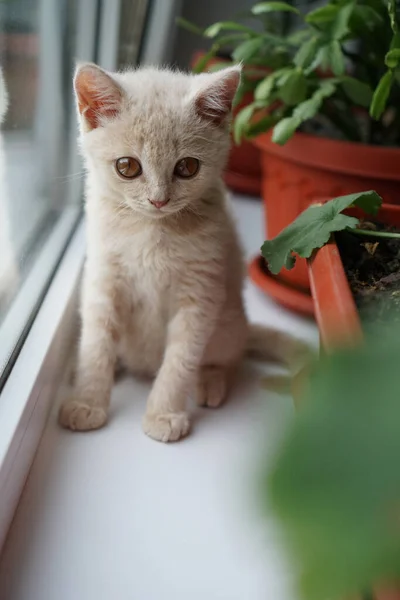 Pequeno Gatinho Uma Raça Britânica Cor Clara Senta Peitoril Janela — Fotografia de Stock