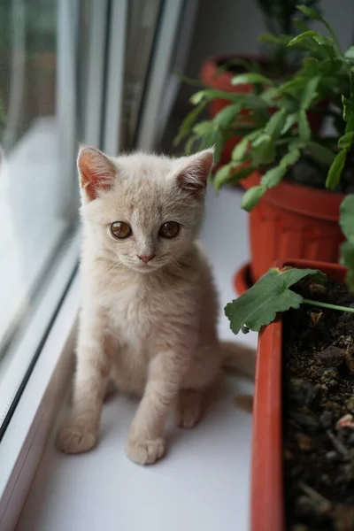 英国一种浅色的小猫坐在窗台上 — 图库照片