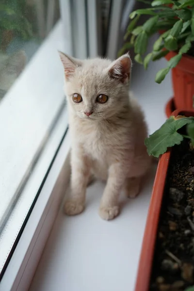 Small Kitten British Breed Light Color Sits Windowsill — Stock Photo, Image