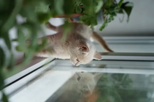 Pequeno Gatinho Uma Raça Britânica Cor Clara Senta Peitoril Janela — Fotografia de Stock