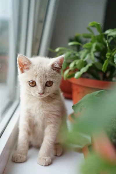 Gatito Pequeño Una Raza Británica Color Claro Sienta Alféizar Ventana — Foto de Stock