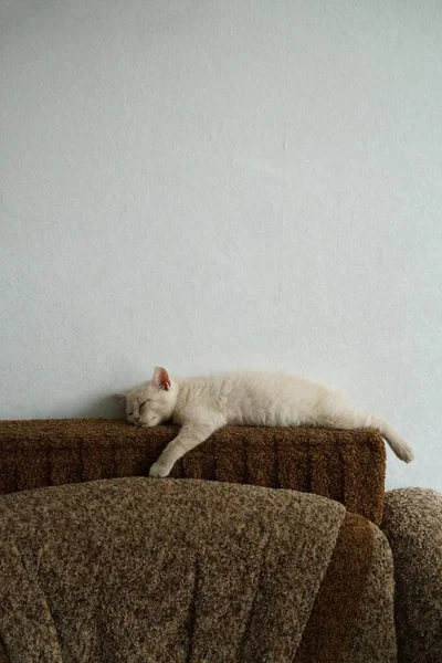 Little Kitten British Breed Light Color Sleeping Couch — Stock Photo, Image