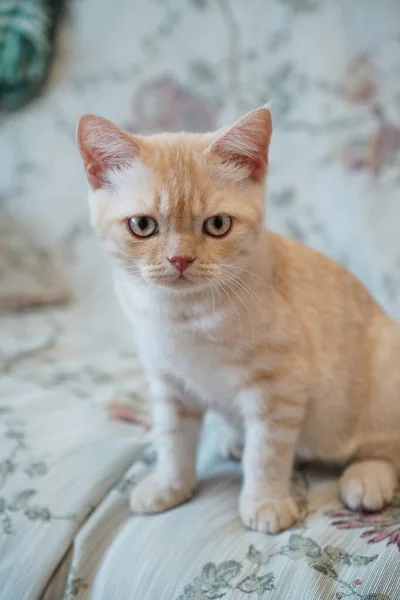 Raça Escocesa Gatinho Vermelho Senta Sofá Parece Mal — Fotografia de Stock