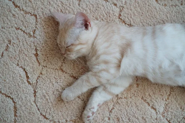 Vermelho Escocês Raça Gatinho Encontra Chão — Fotografia de Stock