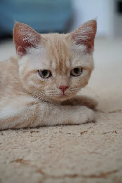 Vermelho Escocês Raça Gatinho Encontra Chão — Fotografia de Stock