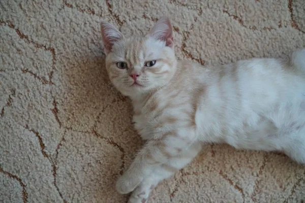 Rojo Escocés Crianza Gatito Encuentra Suelo —  Fotos de Stock