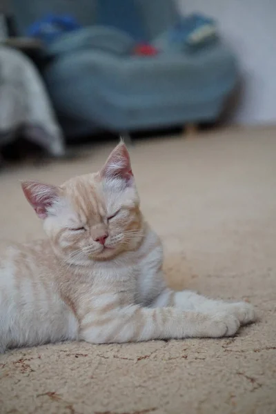 Red Scottish Breed Kitten Lies Floor — Stock Photo, Image