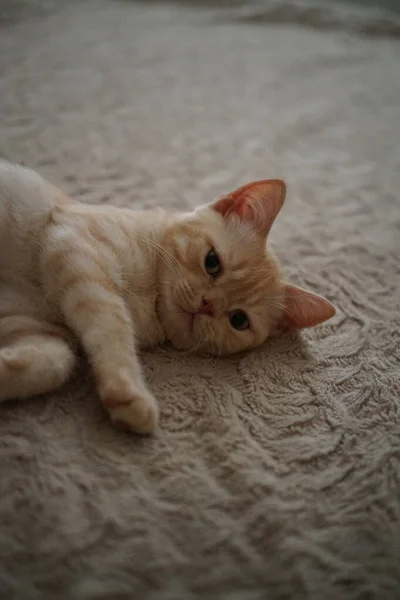 Κόκκινη Γάτα Της Σκωτίας Ξαπλωμένη Στο Πάτωμα — Φωτογραφία Αρχείου