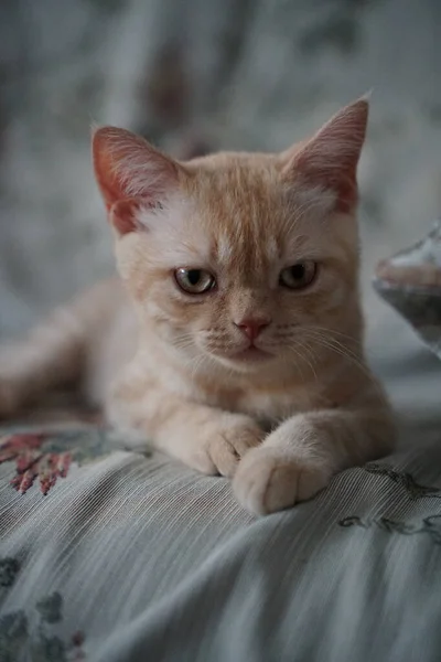 Gatto Rosso Scozzese Sdraiato Sul Pavimento — Foto Stock