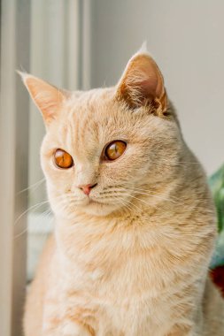 Kahverengi gözlü beyaz İngiliz kedisi pencerede oturuyor.