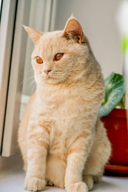 Kahverengi gözlü beyaz İngiliz kedisi pencerede oturuyor.