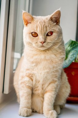 Beyaz İngiliz kedisi pencerede oturuyor