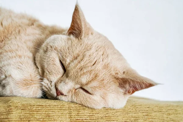 白い英国の猫は甘い眠り — ストック写真