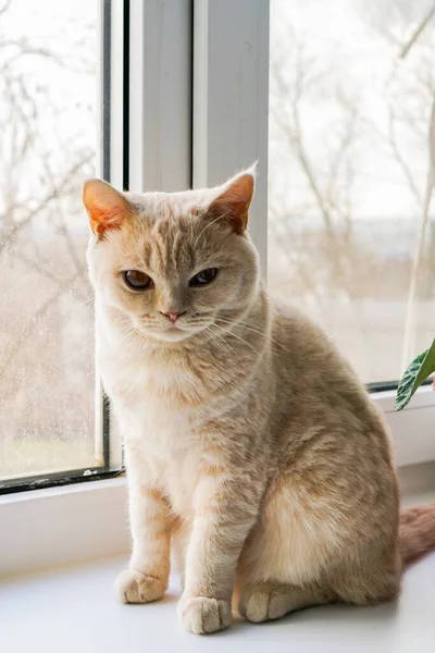 Chat Britannique Blanc Aux Yeux Marron Assis Sur Une Fenêtre — Photo