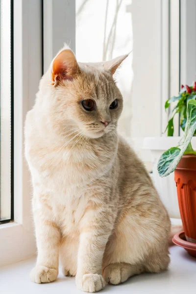 Vit Brittisk Katt Med Bruna Ögon Sitter Ett Fönster — Stockfoto