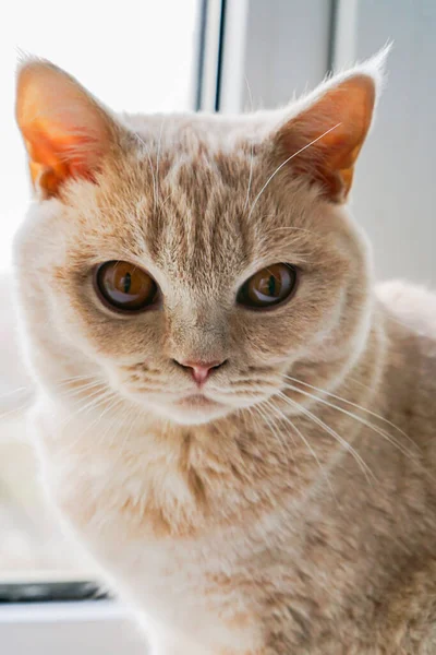 Gato Cara Direta Raça Britânica Cor Leve Com Olhos Castanhos — Fotografia de Stock