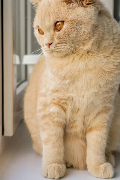 Witte Britse Kat Met Bruine Ogen Zit Een Raam — Stockfoto