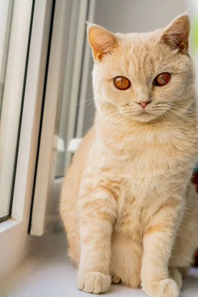 Gato Britânico Branco Com Olhos Castanhos Senta Uma Janela — Fotografia de Stock