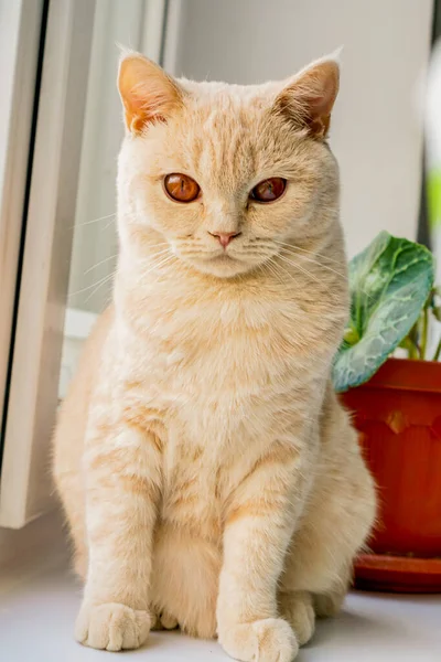 Gato Británico Blanco Con Ojos Marrones Sienta Una Ventana —  Fotos de Stock