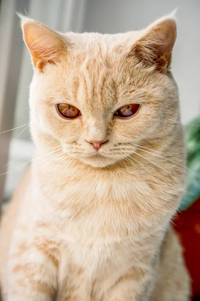 Ngiliz Cinsinin Düz Yüzlü Kedisi Açık Renkli Kahverengi Gözlü — Stok fotoğraf