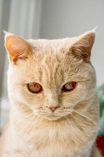 Gato Cara Direta Raça Britânica Cor Leve Com Olhos Castanhos — Fotografia de Stock