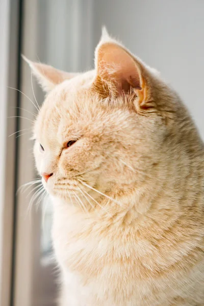 Strenge Britische Katze Heller Rasse Mit Braunen Augen — Stockfoto