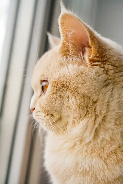 Sträng Brittisk Katt Ljus Ras Med Bruna Ögon — Stockfoto