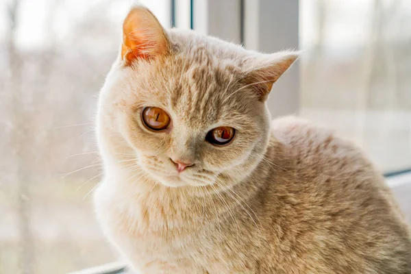 Přísná Britská Kočka Světlého Plemene Hnědýma Očima — Stock fotografie