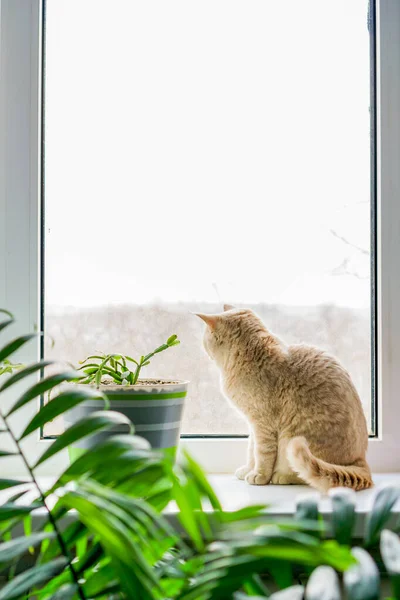 Bílá Britská Kočka Hnědýma Očima Sedí Okně — Stock fotografie