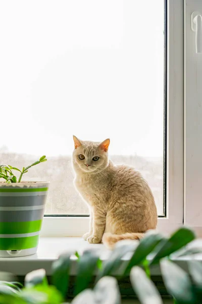 Bílá Britská Kočka Sedí Okně — Stock fotografie