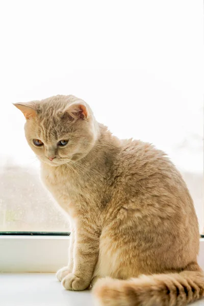 Gato Britânico Branco Senta Uma Janela — Fotografia de Stock