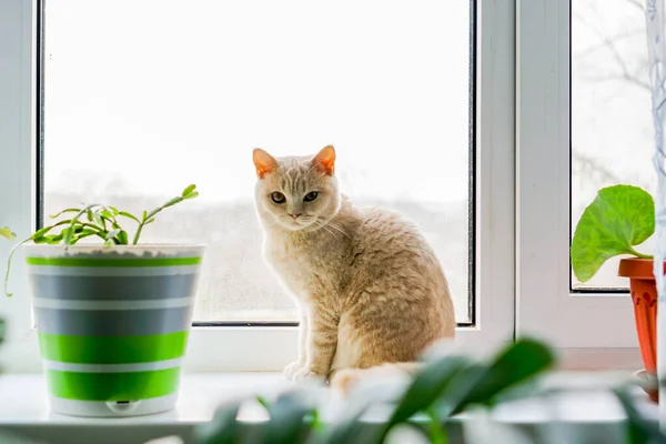 British cat sits on a window next to a flower