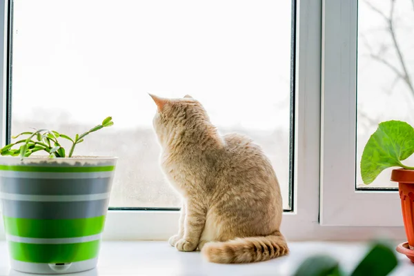 Gatto Britannico Seduto Sulla Finestra — Foto Stock