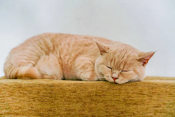 British Cat Sleeps Sweetly Armchair — Stock Photo, Image