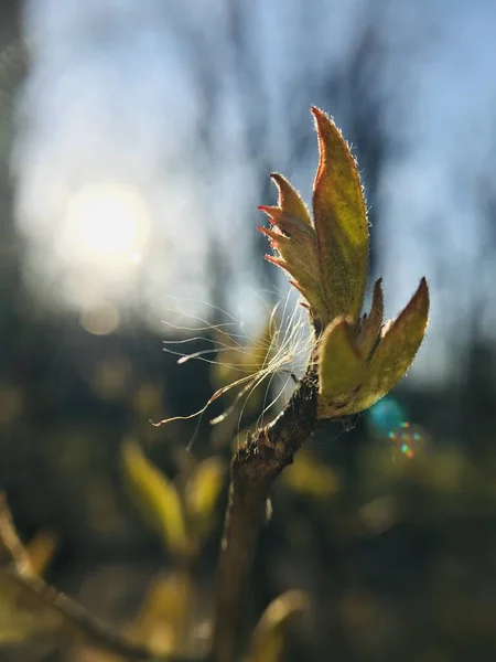 Ağaçlarda Filizlenen Bahar Yaprağı Makrodur — Stok fotoğraf