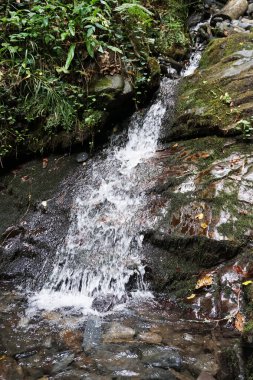 Ormandaki su taşlardan nehre akıyor.