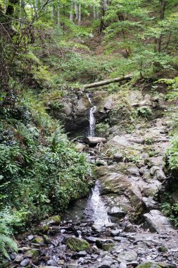 Ormandaki su taşlardan nehre akıyor.
