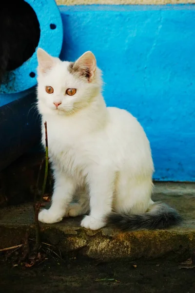 Gato Fofo Branco Com Olhos Castanhos Senta Banco — Fotografia de Stock