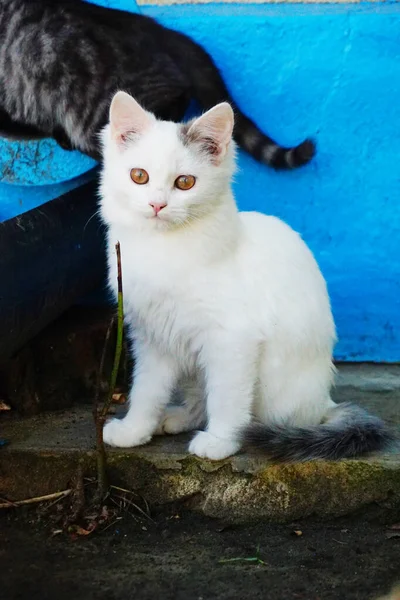 Gato Fofo Branco Com Olhos Castanhos Senta Banco — Fotografia de Stock