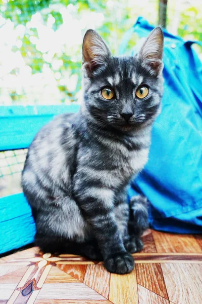 Gatito Doméstico Gris Con Ojos Marrones Sienta Banco Calle —  Fotos de Stock