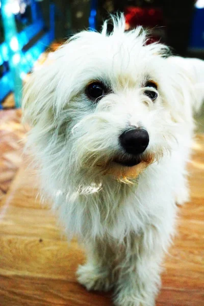 Cão Poodle Fofo Branco — Fotografia de Stock