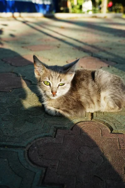 Kleines Graues Kätzchen Mit Grünen Augen Liegt Auf Der Straße — Stockfoto