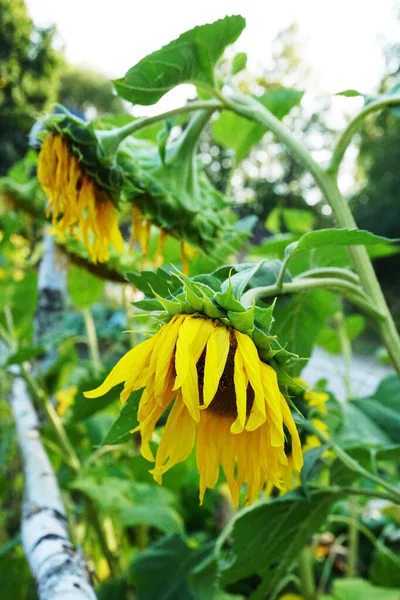 Yellow Sunflowers Village — Stock Photo, Image
