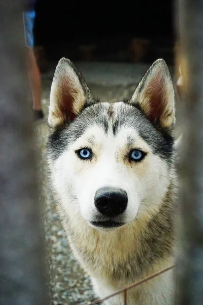 长着蓝灰色眼睛的哈士奇狗看着摄像机 — 图库照片