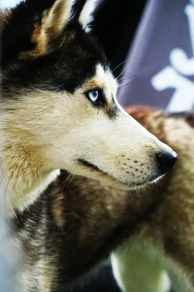 黑白相间 长着蓝眼睛的哈士奇狗 — 图库照片