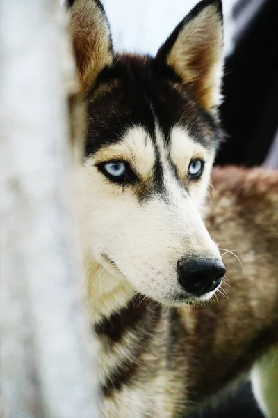 Siyah beyaz mavi gözlü, güçlü bir köpek.