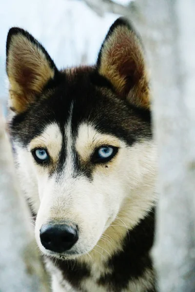 黑白相间 长着蓝眼睛的哈士奇狗 — 图库照片